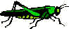 Grasshopper
